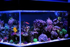 How often to clean aquarium decorations