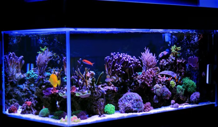 How often to clean aquarium decorations